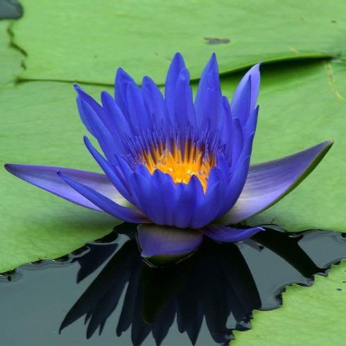 Blue Lotus (Nymphaea caerulea)