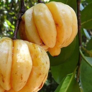 Mangosteen (Garcinia cambogia) Resin Extract